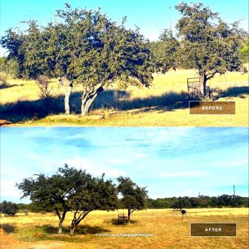 Image for Box Tree Care with ID of: 6768954