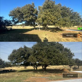 Image for Box Tree Care with ID of: 6768956