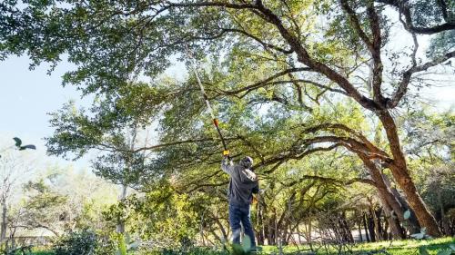 Image for Box Tree Care with ID of: 6768958