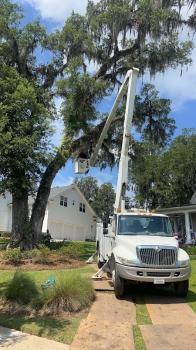 Image for Tri County Tree Service LLC with ID of: 6770825