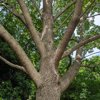Image for Leaf & Limb with ID of: 6770923