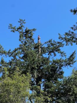 Image for Tilikum Tree Care with ID of: 6782234