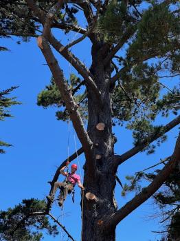 Image for Tilikum Tree Care with ID of: 6782235