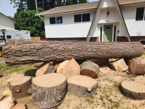 Image for Custom Falling Tree Service with ID of: 6788535