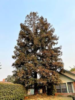 Image for Visalia Tree Service, LLC with ID of: 6788594
