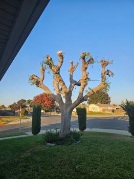 Image for Visalia Tree Service, LLC with ID of: 6788598