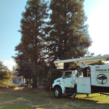 Image for Visalia Tree Service, LLC with ID of: 6788600