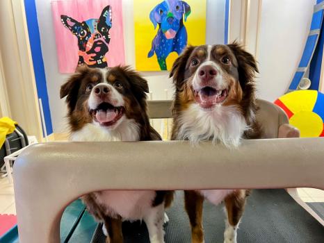 Image for DogVenture Valley Square with ID of: 6790408