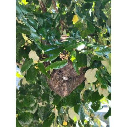 Image for AG Pest Control with ID of: 6797878