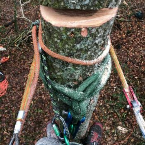 Image for Belmontrees LTD with ID of: 6798746