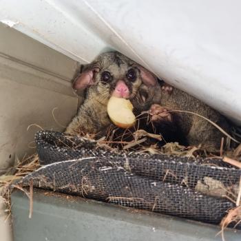 Image for Possum Busters with ID of: 6800715