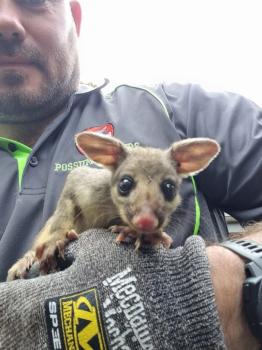 Image for Possum Busters with ID of: 6800716