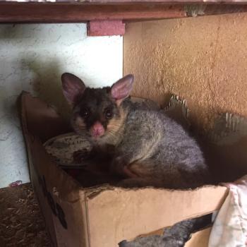 Image for Possum Busters with ID of: 6800719