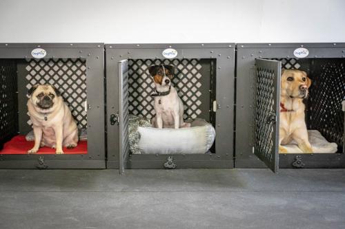 Image for DogPlay with ID of: 6801148