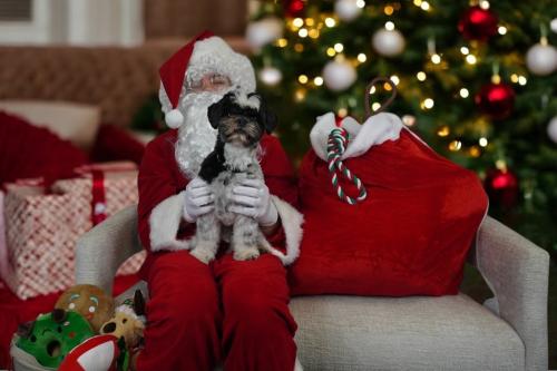 Image for DogPlay with ID of: 6801149