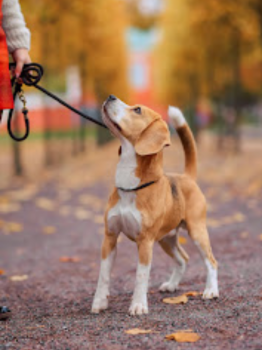 Image for KI'S K9'S with ID of: 6801442