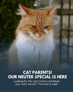 Image for VIP Animal Hospital with ID of: 6802160