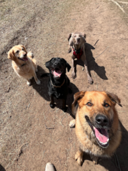 Image for Paw de Janeiro with ID of: 6803331