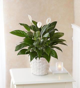 Image for Empathy Flowers with ID of: 6803463