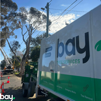 Image for Bay Tree Services with ID of: 6804559