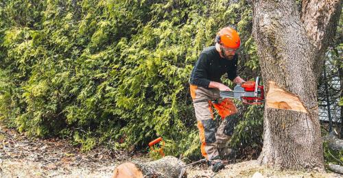 Image for Bay Tree Services with ID of: 6804561