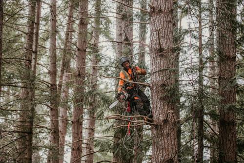 Image for Vision Arboriculture Ltd. with ID of: 6807450