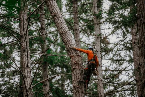 Image for Vision Arboriculture Ltd. with ID of: 6807451