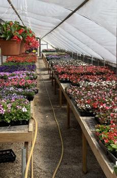 Image for Plants A Plenty with ID of: 6808777