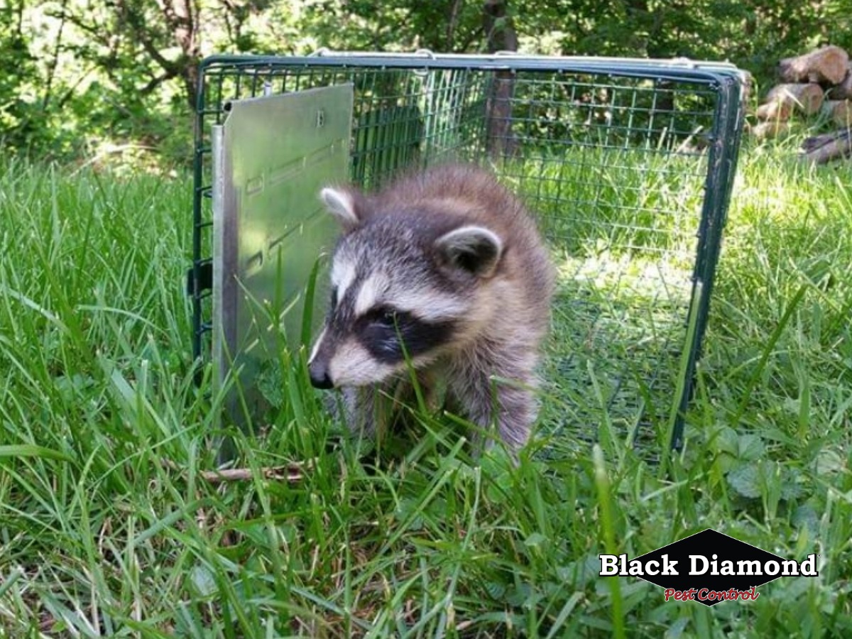 Image for Black Diamond Pest Control with ID of: 6810773