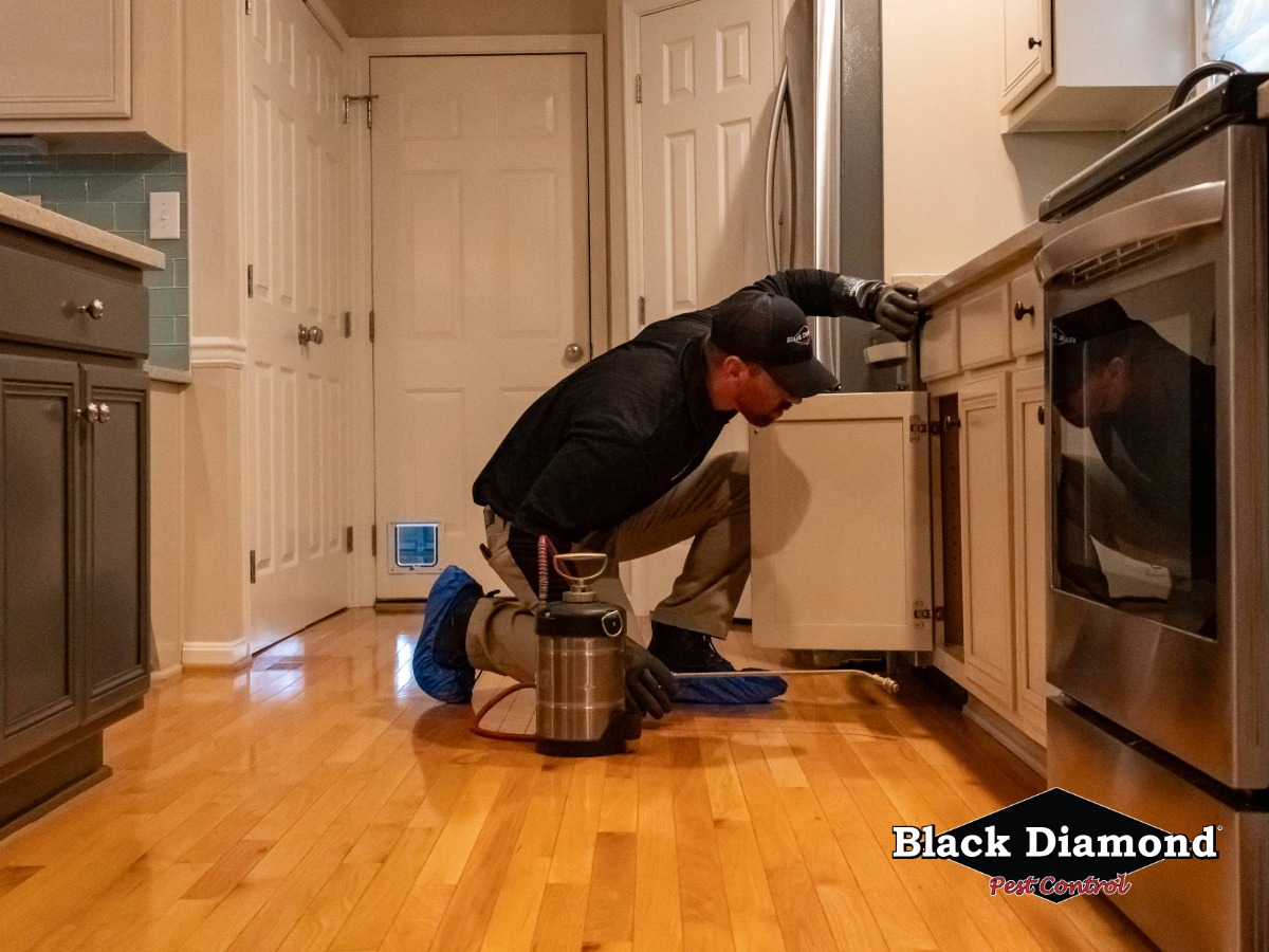 Image for Black Diamond Pest Control with ID of: 6810774