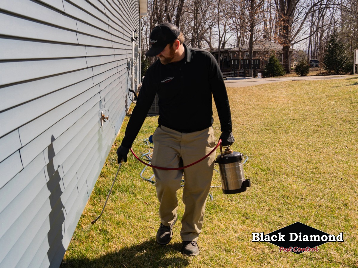 Image for Black Diamond Pest Control with ID of: 6810776