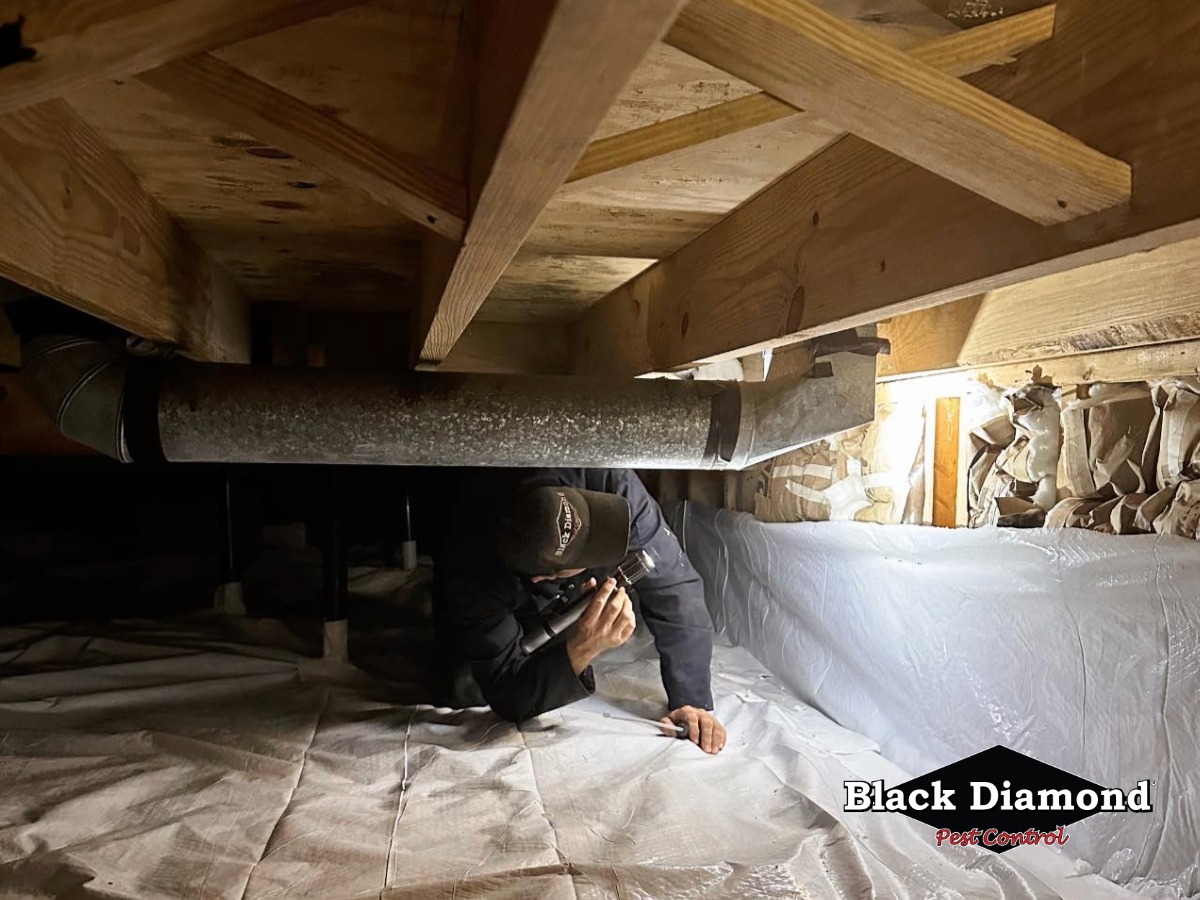 Image for Black Diamond Pest Control with ID of: 6810777