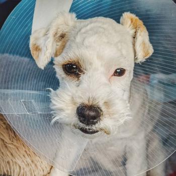 Image for Purrfurred Pets Veterinary Clinic with ID of: 6812406