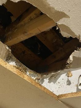 Image for Elite Pest Control LTD. with ID of: 6813614