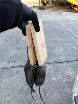 Image for Elite Pest Control LTD. with ID of: 6813615