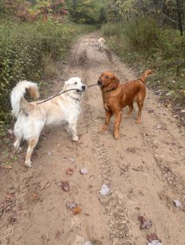 Image for Dee's Fit Pawz with ID of: 6815934