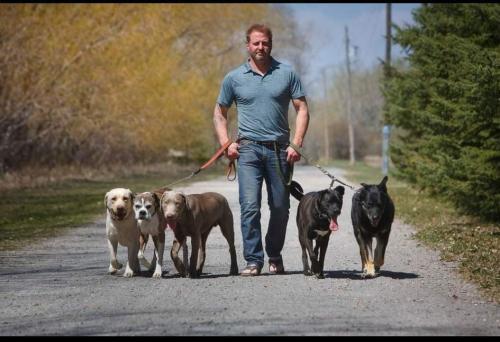 Image for PAW & ORDER ltd. Dog Training with ID of: 6816147