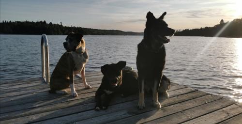 Image for PAW & ORDER ltd. Dog Training with ID of: 6816148