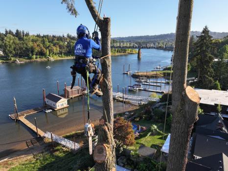 Image for NW Premier Tree Services LLC with ID of: 6817132