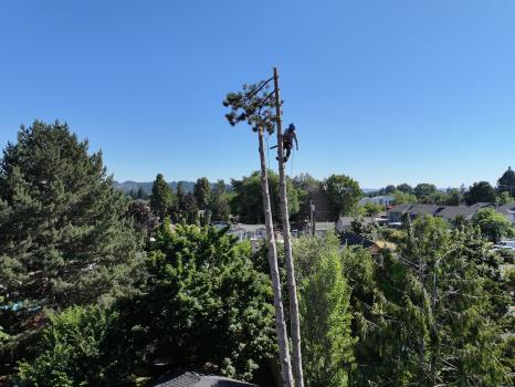 Image for NW Premier Tree Services LLC with ID of: 6817140