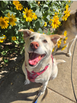 Image for Teachers Pets - Pet Care with ID of: 6820664