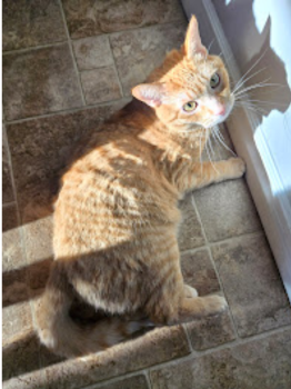 Image for Teachers Pets - Pet Care with ID of: 6820666