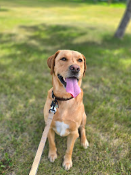 Image for Teachers Pets - Pet Care with ID of: 6820668
