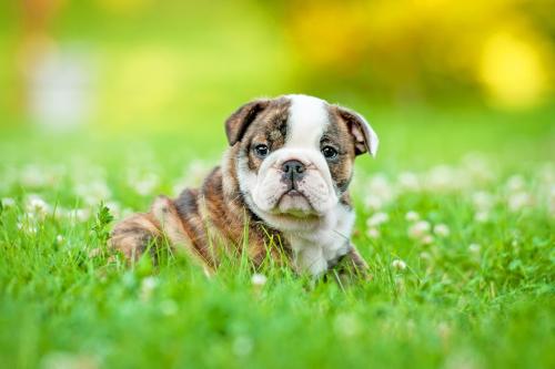 Image for Petland Carmel with ID of: 6822502
