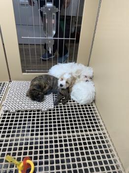 Image for Petland Carmel with ID of: 6822505