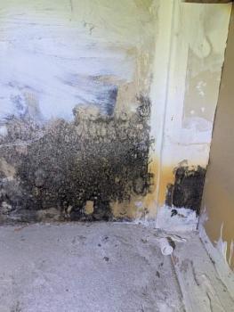 Image for Fast Mold Testing with ID of: 6822558