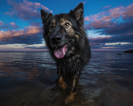 Image for Off Leash K9 Training 30A with ID of: 6822848