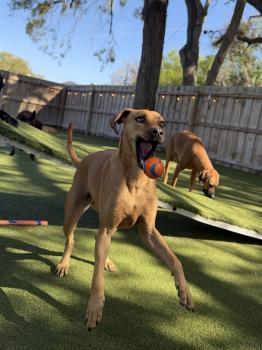 Image for Kamp K9 with ID of: 6824098