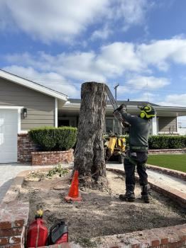 Image for JLG Tree Service - Tree Removal OC with ID of: 6825389