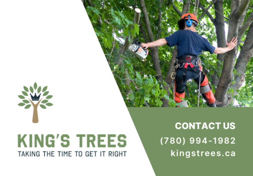 Image for King's Trees, Edmonton Alberta Tree Care Service with ID of: 6827631